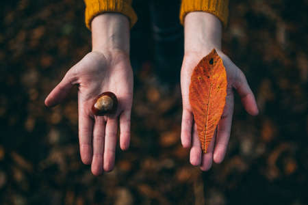 hand, palm, leaf, fall, autumn, seed, fruit