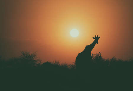 giraffe, animal, wildlife, tree, plant, outdoor, nature, sky, dark, sunset, silhouette