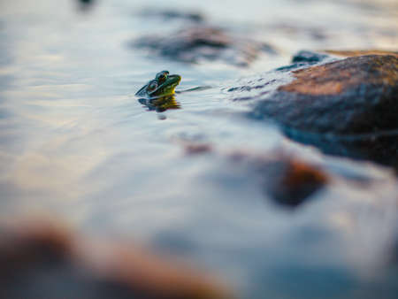 frog, reptile, water, animal, outdoor, nature, blur, rock