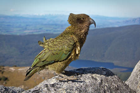 bird, fly, mountain, rock, animal