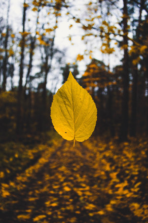leaf, fall, autumn, forest, path, nature, plant, blur