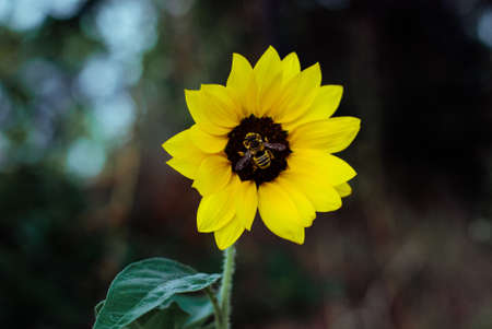 flower, yellow, petal, bloom, garden, plant, nature, autumn, fall, sunflower