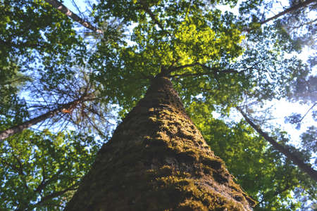 tree, plant, nature, branch, sky, forest