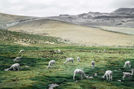 nature, landscape, animal, grass, herbivore, mountain, land, herd