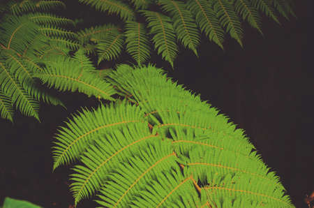 green, leaf, plant, nature, dark, fern, outdoor