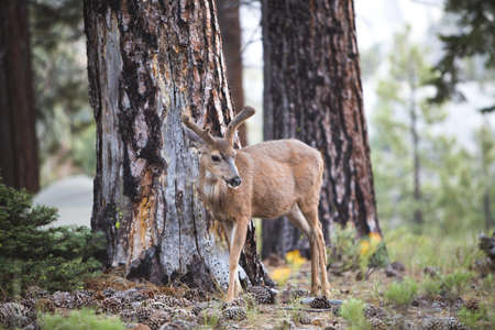 deer, animal, tree, plant, nature, leaves, fall, forest, wildlife