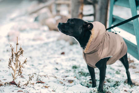 black, dog, animal, pet, outdoor, leash, snow, winter, nature