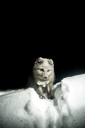 black and white, fox, animal, wildlife, snow, winter