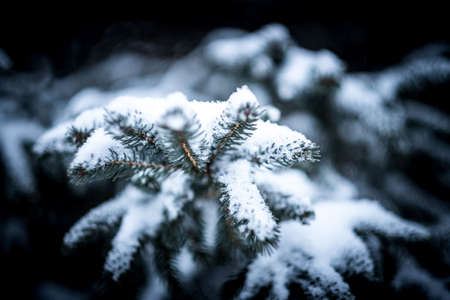 tree, plant, snow, winter, cold, blur
