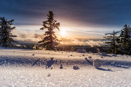trees, plant, snow, winter, landscape, nature, iceberg, cloud, sky, sunlight, sunshine, sunrise