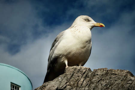 rock, landscape, bird, animal, blue, sky