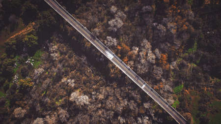 aerial, view, road, street, path, bridge, trees, plant, nature, fall, autumn