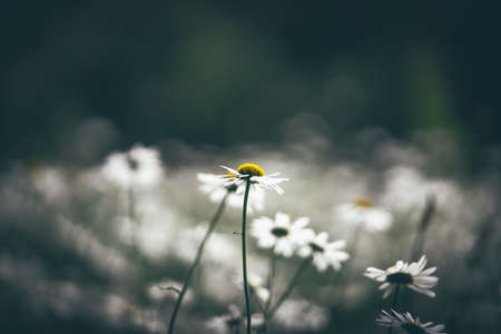 blur, dark, field, garden, flower, petal
