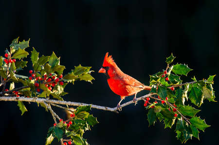 bird, animal, tree, branch, plant, dark, fruit