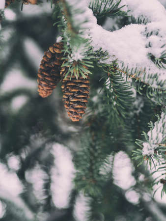 pine, cone, snow, winter, plant, nature
