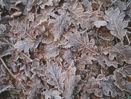 leaf, snow, winter, outdoor, frost