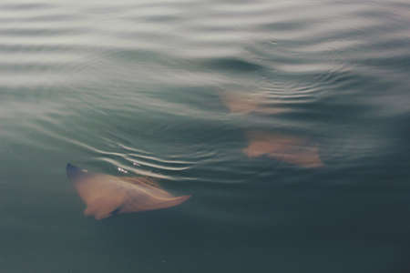 sea, ocean, water, fish, batoids, rays