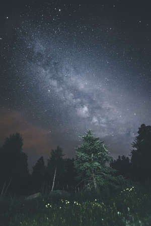 dark, night, sky, stars, grass, trees, plant, nature, outdoor