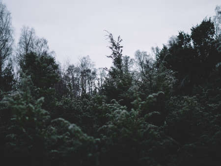 dark, trees, plant, nature, forest, travel