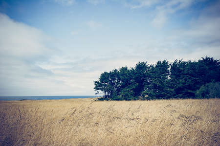 nature, landscape, trees, field, grass, clouds, sky