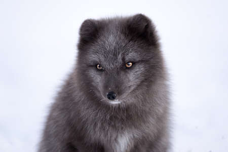 snow, winter, white, cold, weather, ice, nature, arctic, animal, bear