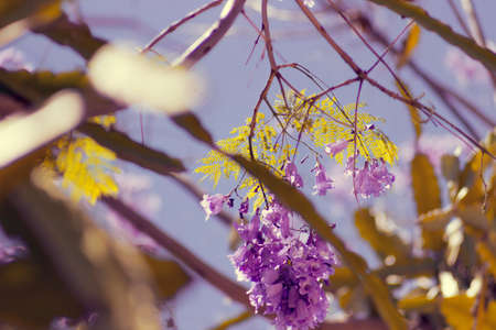 tree, branch, plant, nature, blur, flower