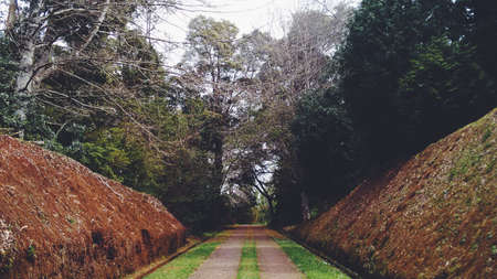 trees, nature, green, leaves, landscape, pathway, park, plants