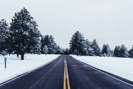 road, travel, adventure, snow, trees, cold, weather, white