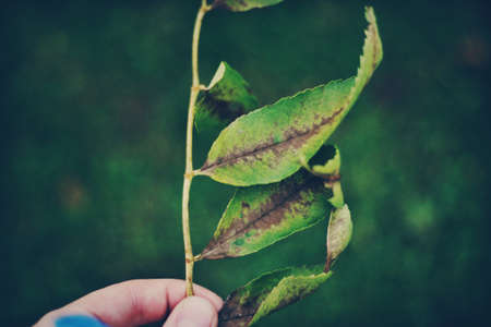 green, leaf, plant, nature, blur, hand