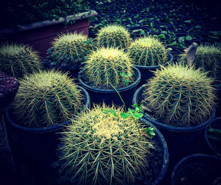 cactus, plant, garden, green, flowerpot, pot, vase, leaves