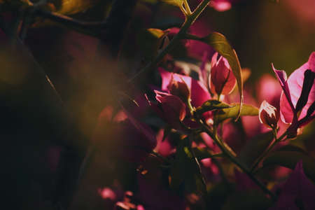 flower, red, petal, bloom, garden, plant, nature, autumn, fall