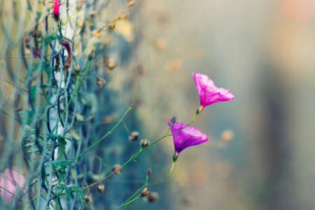 wire, fence, vine, plant, vineyard, flower