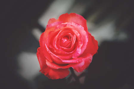 flower, red, petal, bloom, garden, plant, nature, autumn, fall, rose
