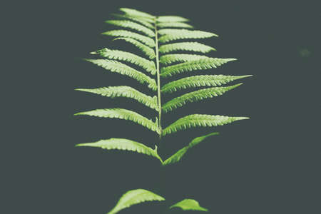 fern, green, leaf, plant, dark