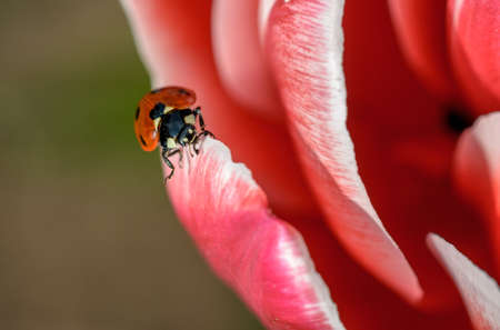 flower, red, petal, bloom, garden, plant, nature, autumn, fall, insect, bee, nectar