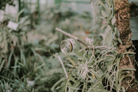 nature, green, trees, plant, grass, outdoor, backyard, compass, orchids, roots