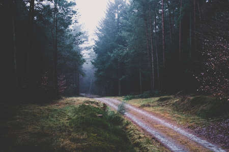 nature, landscape, trek, path, trees, leaves, green, autumn, fall, travel, adventure