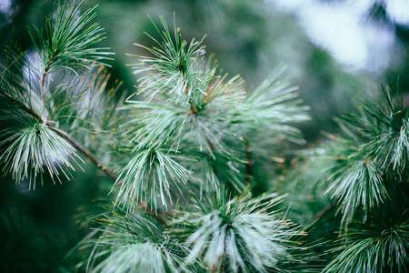 green, leaves, woods, forest, bloom, blossom, autumn, fall