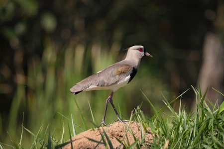 bird, fly, animal, beak, grass, green, red, eyes, forest, woods