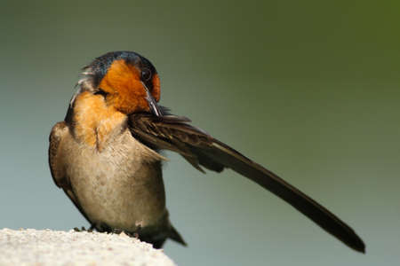 bird, wings, beak, grooming, bokeh, animal, outdoor