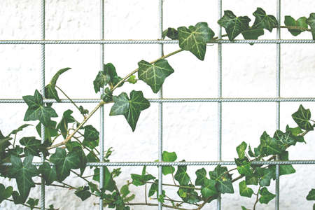 vines, plant, green, leaves, nature, wall, fence, outdoor