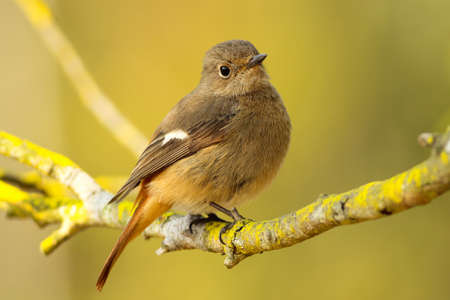 bird, yellow, branch, nature, bokeh, brown, tree