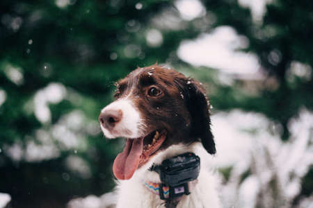 puppy, animal, dog, cute, fur, brown, leaves, outdoor, outside, green, trees