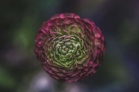 dark, blur, flower, plant, nature, garden, outdoor
