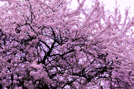 flower, pink, petal, bloom, garden, plant, nature, autumn, fall, tree