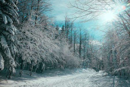 nature, landscape, trees, forest, woods, snow, winter, white, weather, cold, sun, blue, clouds, sky