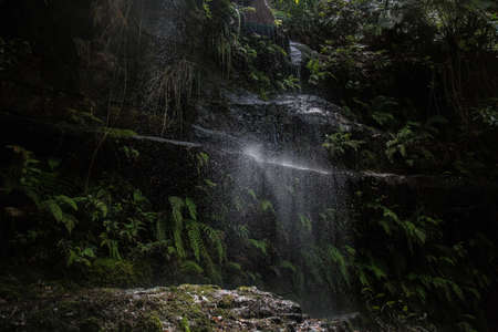 nature, forest, woods, leaves, trees, water, falls, green
