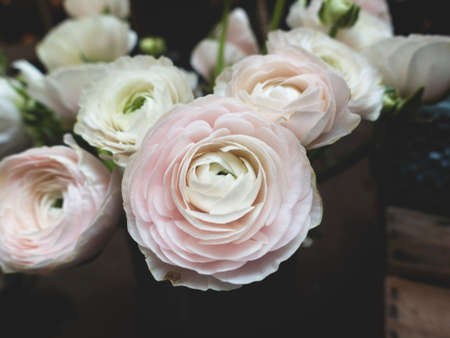 flower, white, petal, bloom, garden, plant, nature, autumn, fall, pink, rose