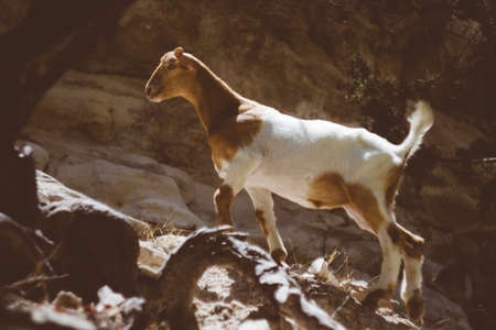 goat, animal, wildlife, stone, alone, rocks, forest, woods