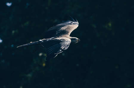 animal, bird, eagle, wildlife, outdoor, pet, bokeh, blur, forest, flying, wings